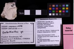 Foto (Objekt + Etiketten) von Galatheites britmelanarum (Robins & Klompmaker, 2019) (NHMW-GEO-1990-0041-0476)